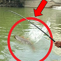 Video: Thả câu dưới chân cầu, ông lão liên tục kéo lên cá 