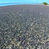 Video: Thảm ốc biển hàng nghìn con phủ kín bãi biển Mỹ