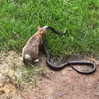 Video: Thỏ mẹ điên cuồng tấn công rắn độc để bảo vệ con