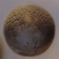 Video timelapse dài 23s quay cảnh 1 trứng ếch phân chia thành hàng triệu tế bào sau 33h