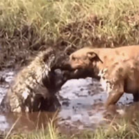 Video: Tử chiến với nhím trong vũng bùn, chó Pitbull bị gai găm đầy mặt