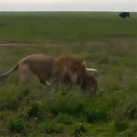 Video: Vua sư tử ra đòn tàn nhẫn hạ gục linh cẩu trong 