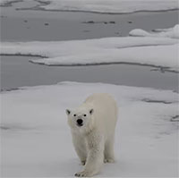 Viễn cảnh Bắc Cực không băng sắp trở thành sự thật?