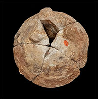 Viên đá mã não được giữ như báu vật 140 năm, nhân viên bảo tàng ngã ngửa khi biết là trứng 