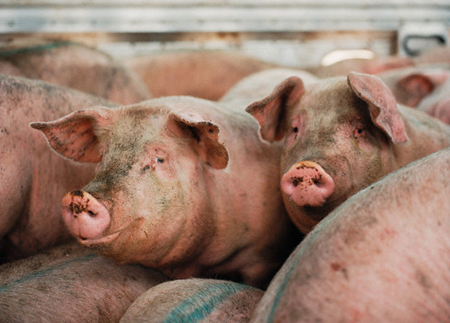 Việt Nam chưa có nghiên cứu về cúm lợn H1N1