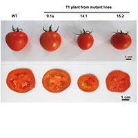 Việt Nam tạo ra giống cà chua hàm lượng axit amin tăng gấp 2 lần