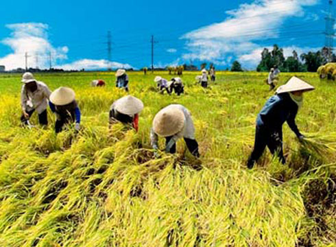 Việt Nam tham gia dự án lúa gạo quốc tế