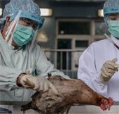 Virus cúm H7N9 tại Trung Quốc đã được kiểm soát