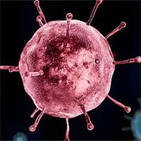 Virus cúm mùa là hậu duệ của 