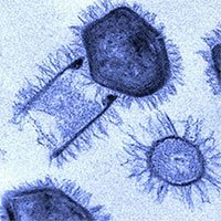 Virus khổng lồ lây nhiễm tế bào như thế nào?