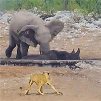 Voi rừng cố gắng cứu tê giác khỏi đàn sư tử đói và cái kết bất ngờ
