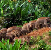 Voi Sumatra đối mặt nguy cơ tuyệt chủng gia tăng
