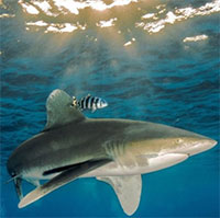 Vụ cá mập tấn công chết chóc nhất trong lịch sử