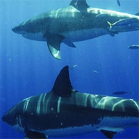 Vùng biển tử thần - Nơi cá mập tụ tập săn mồi