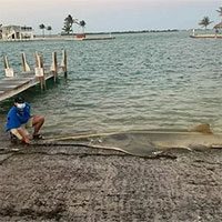 Xác cá kiếm lớn nhất thế giới dạt vào Florida