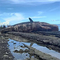 Xác cá nhà táng khổng lồ trôi dạt vào bờ biển Philippines khiến các chuyên gia lo ngại