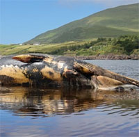 Xác cá voi 19m mắc cạn có thể phát nổ