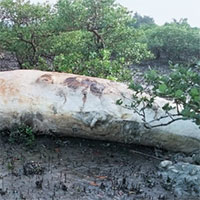 Xác cá voi khoảng 10 tấn dạt vào rừng ngập mặn Vân Đồn