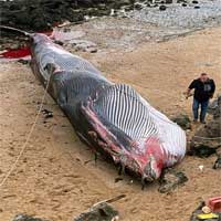 Xác cá voi khổng lồ dài 19m dạt vào bờ biển