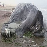 Xác cá voi xanh 18m dạt bị tàu biển đâm chết dạt vào bờ