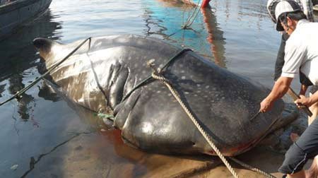Xác định được cá “lạ” nặng 2 tấn ở Quảng Trị