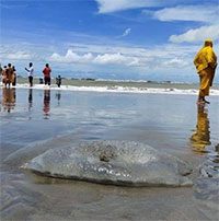 Xác hàng trăm con sứa khổng lồ dạt vào bờ biển Bangladesh