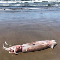 Xác mực dài ba mét dạt vào bờ biển Mỹ