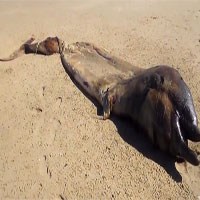 Xác quái vật khổng lồ bí ẩn trôi dạt vào bờ biển châu Phi