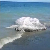 Xác sinh vật lông lá dài 6 mét dạt vào bờ biển Philippines