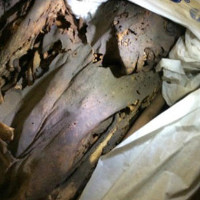 Xác ướp người Ai Cập 4.200 năm tuổi có thể chết do ung thư