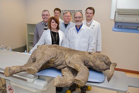 Xác voi Ma mút 42.000 năm tuổi xuất hiện trước công chúng