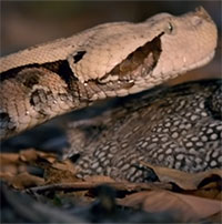 Xem loài rắn độc có răng dài nhất thế giới săn mồi