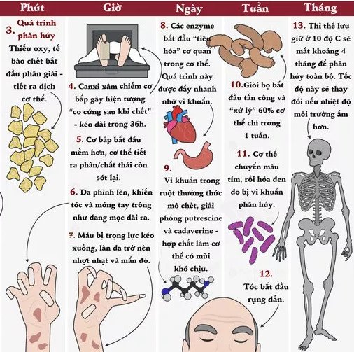 Xem sự biến đổi của từng bộ phận cơ thể sau khi chúng ta chết