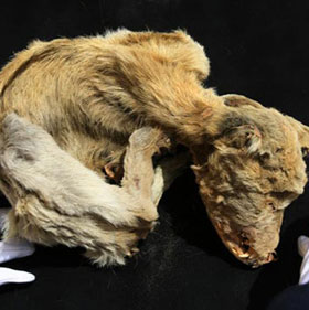 Xét nghiệm ADN xác ướp của chó 1.000 năm tuổi