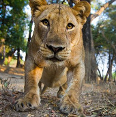 Zambia ban hành lệnh cấm săn bắn báo và sư tử
